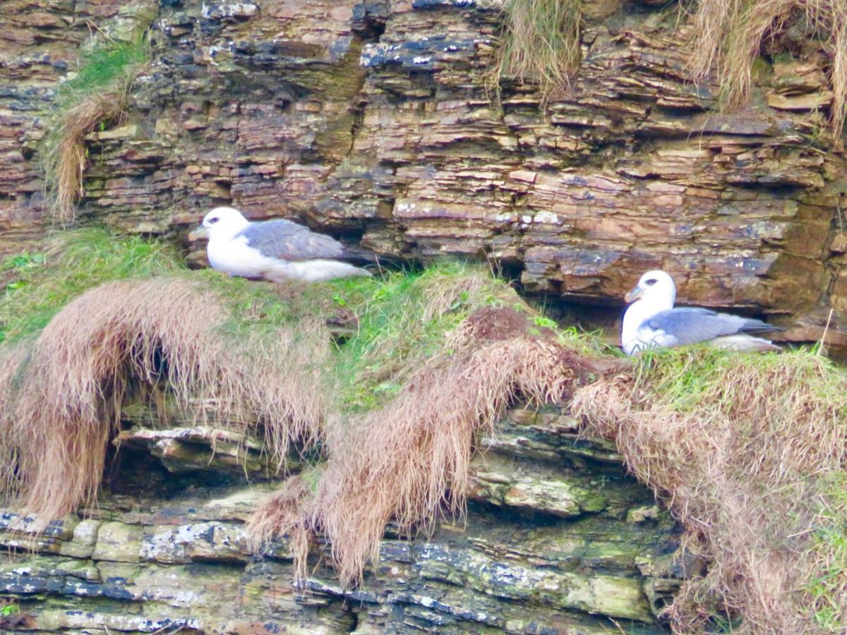 Windhaven Camping And B&B Thurso Buitenkant foto