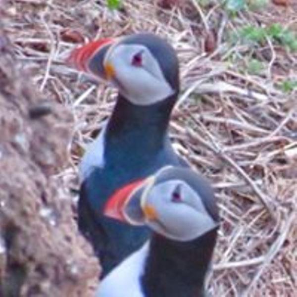Windhaven Camping And B&B Thurso Buitenkant foto