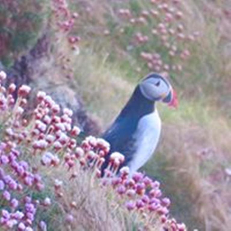 Windhaven Camping And B&B Thurso Buitenkant foto