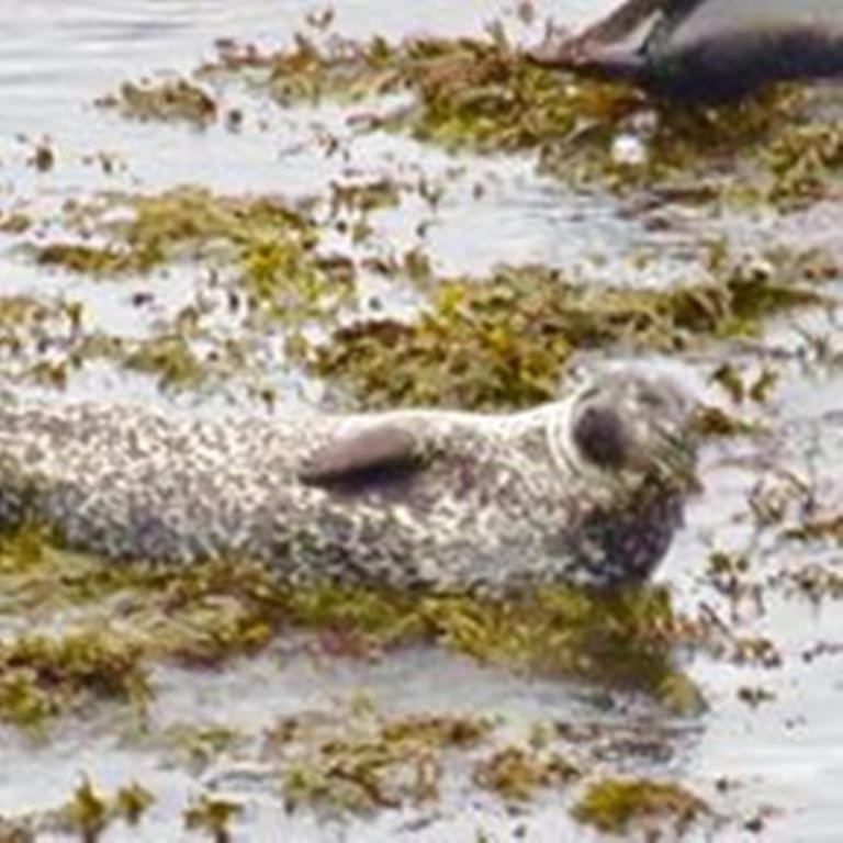 Windhaven Camping And B&B Thurso Buitenkant foto