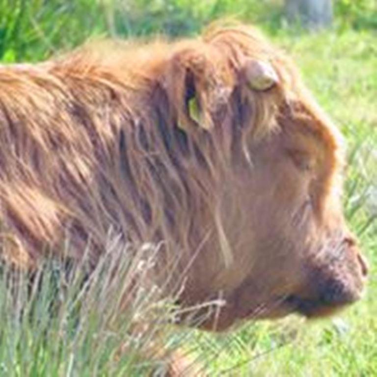 Windhaven Camping And B&B Thurso Buitenkant foto